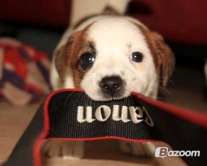 Jack russell terrier Cully - Venligst udlånt af Luna Pellardi www.amys-choice.dk billede 17