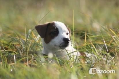 Jack russell terrier Cully - Venligst udlånt af Luna Pellardi www.amys-choice.dk billede 18
