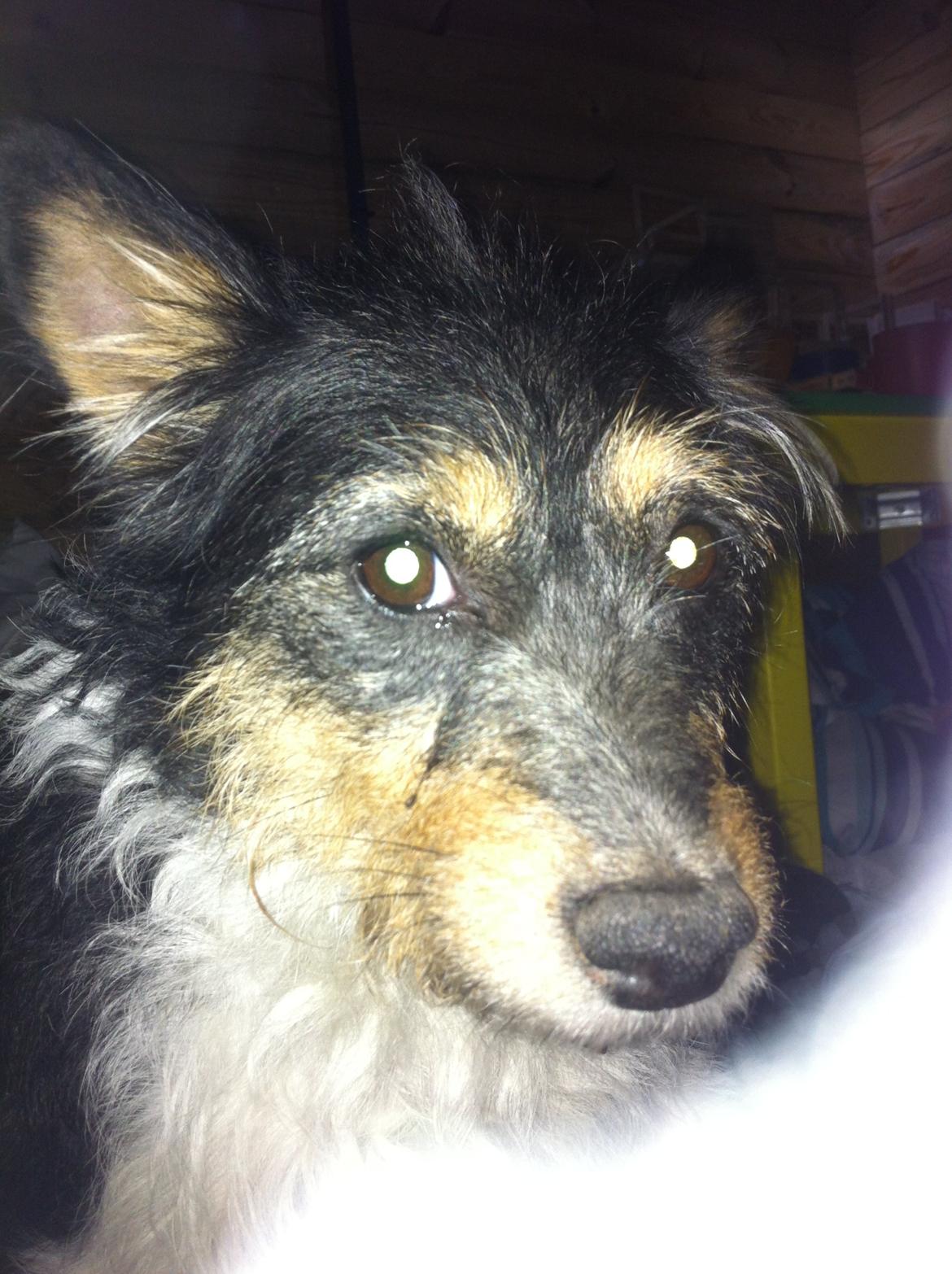 Blanding af racer Mille billede 14