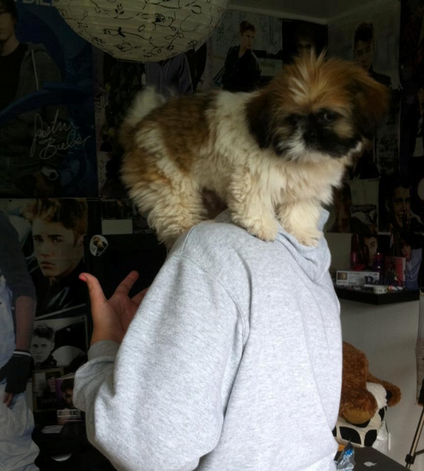 Shih tzu Baloo billede 7