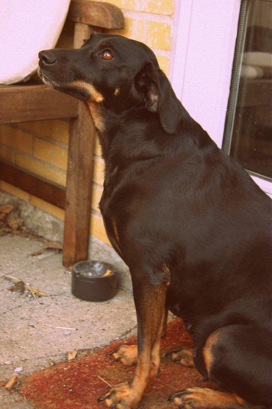 Blanding af racer Flicka billede 1