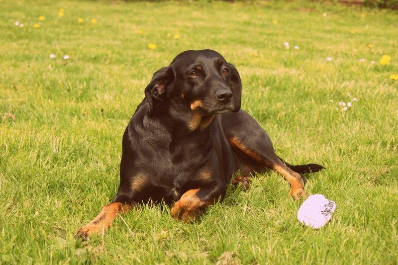 Blanding af racer Flicka billede 2