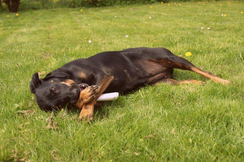 Blanding af racer Flicka billede 4