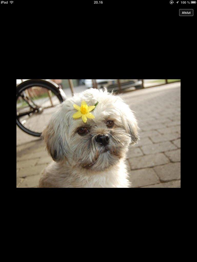 Lhasa apso Donna billede 6