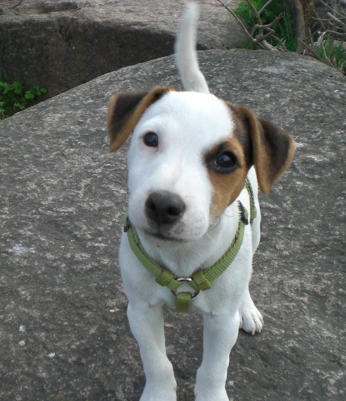 Parson russell terrier HiJacks 1st New Years Venturo - Nogle kalder mig super lækker  billede 2