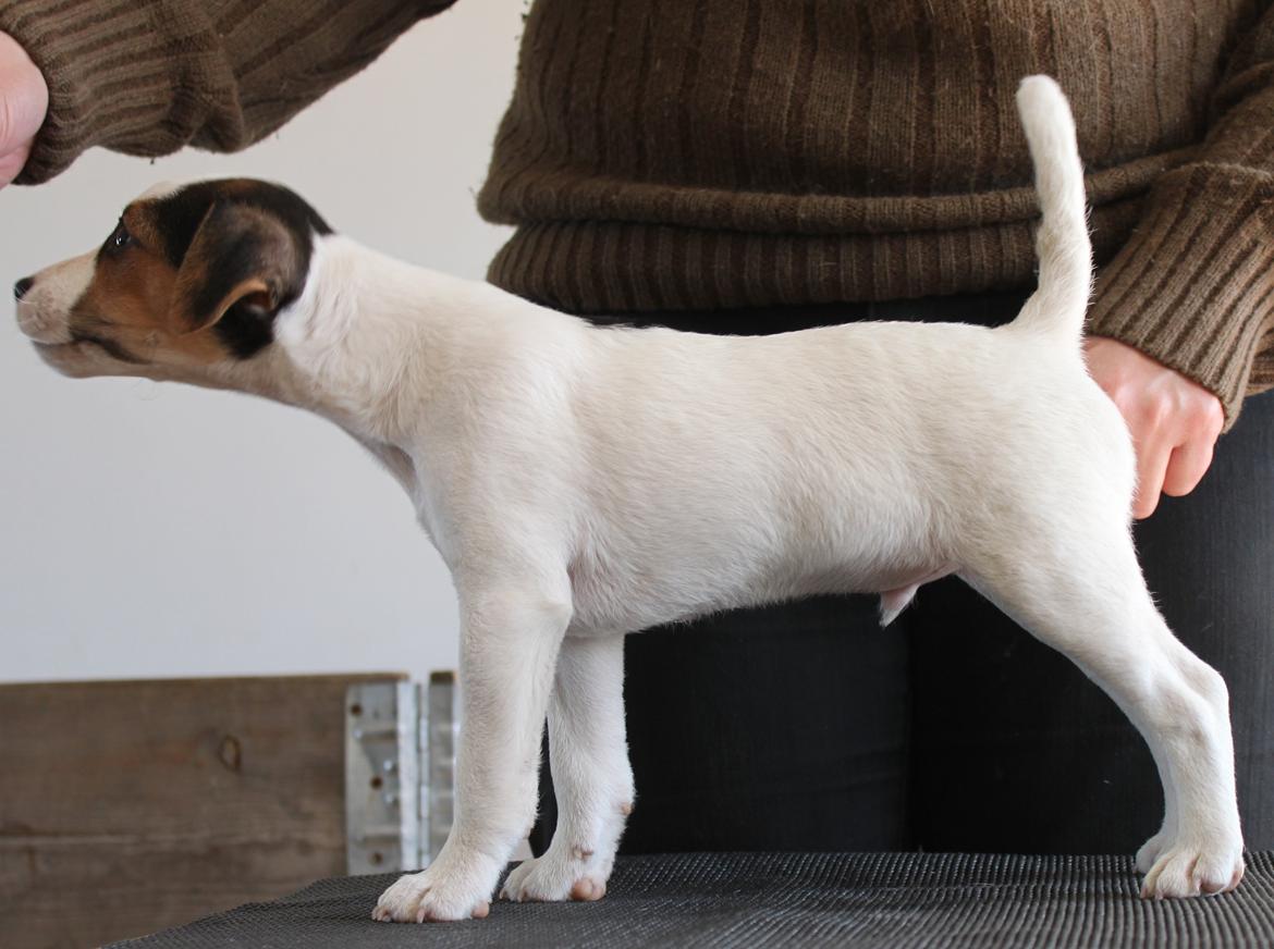 Parson russell terrier HiJacks 1st New Years Venturo - 8 uger gammel og vi træner til udstilling billede 3