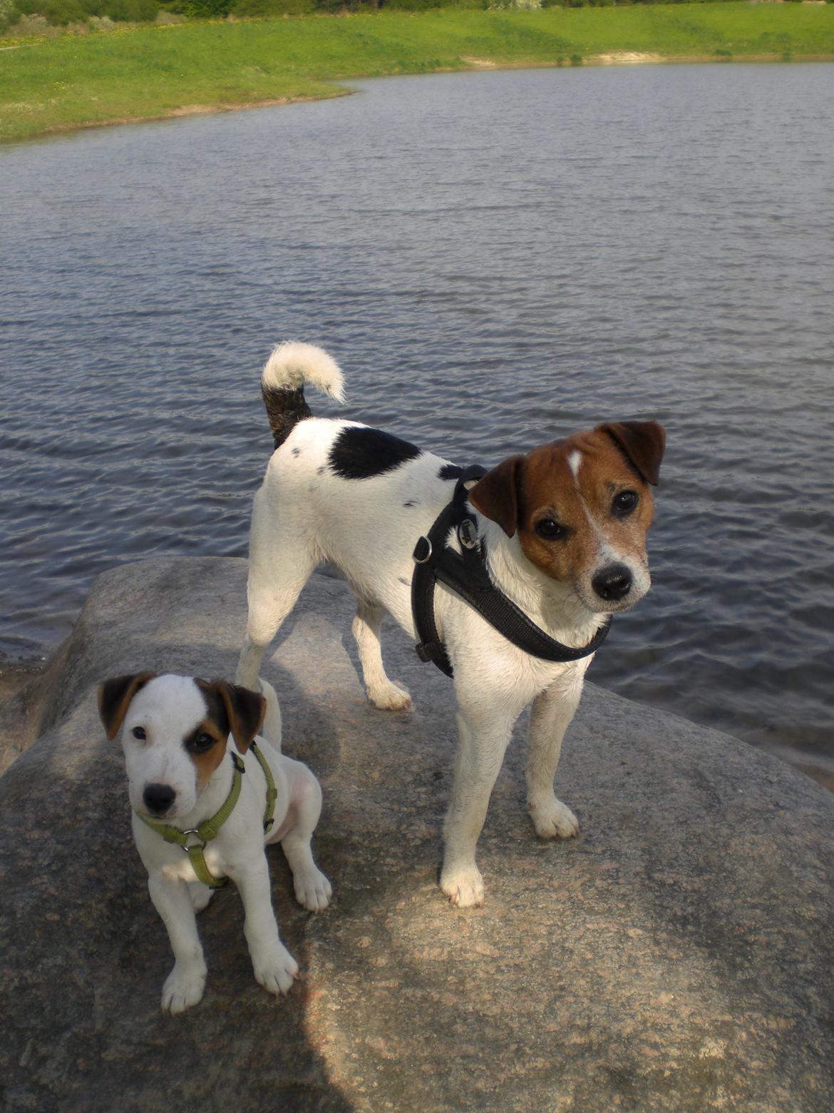 Parson russell terrier HiJacks 1st New Years Venturo - Far og søn (11 uger) billede 4