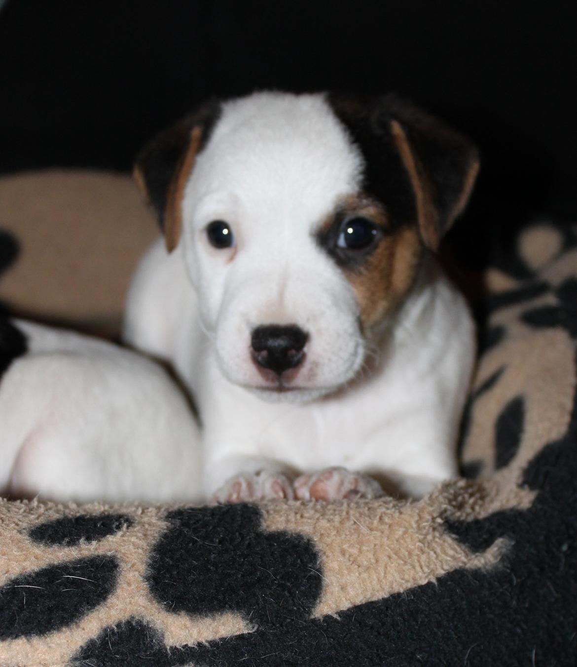 Parson russell terrier HiJacks 1st New Years Venturo - 6 uger gammel billede 5