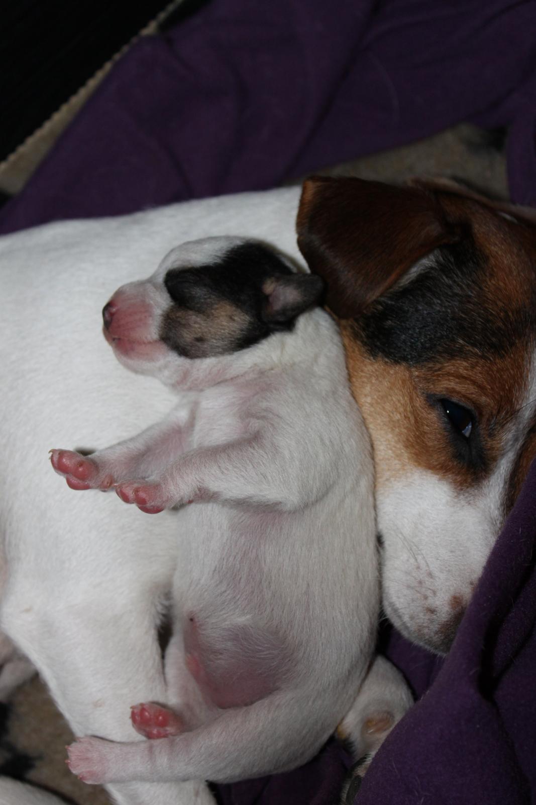 Parson russell terrier HiJacks 1st New Years Venturo - Mors puttegris billede 6