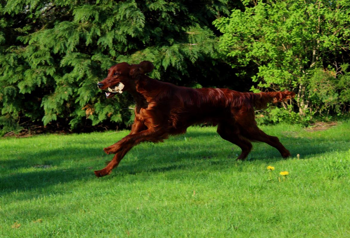 Irsk setter Cody R.F.S (run free sweetheart)  - I fuld firspring billede 7