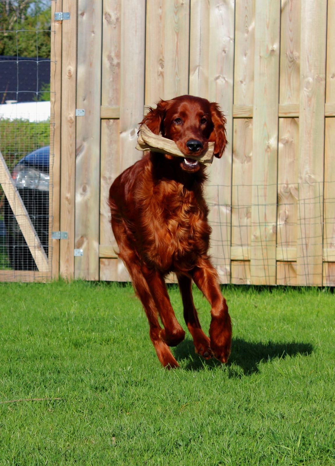 Irsk setter Cody R.F.S (run free sweetheart)  - Cody 8mdr billede 1