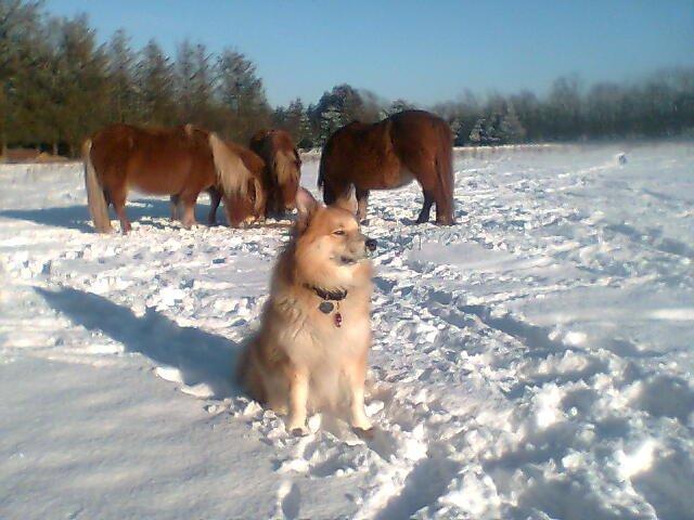 Islandsk fårehund Baldur billede 13