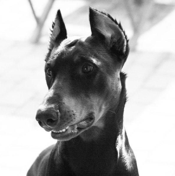 Dobermann Kull billede 7