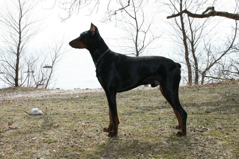 Dobermann Kull billede 8