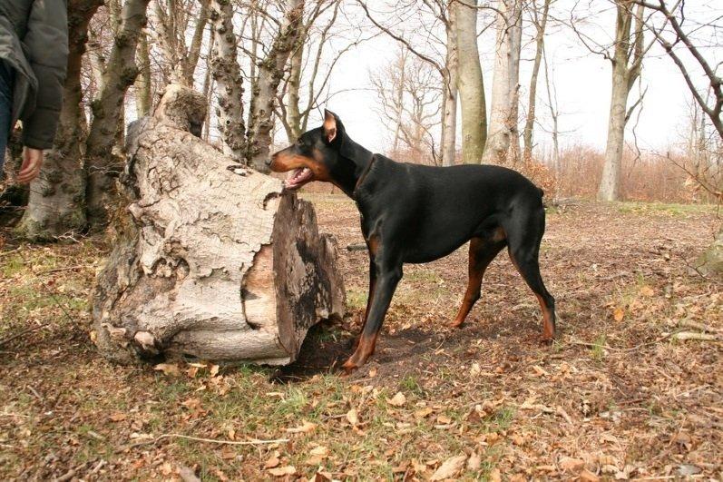 Dobermann Kull billede 9