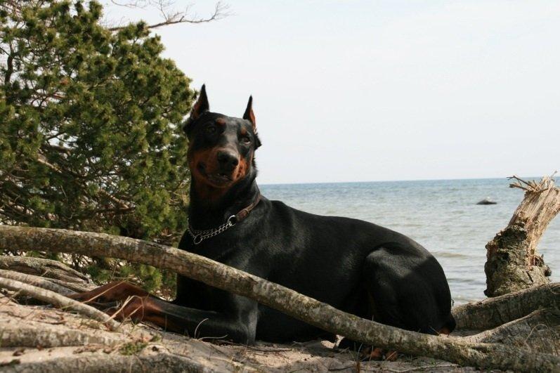 Dobermann Kull billede 10