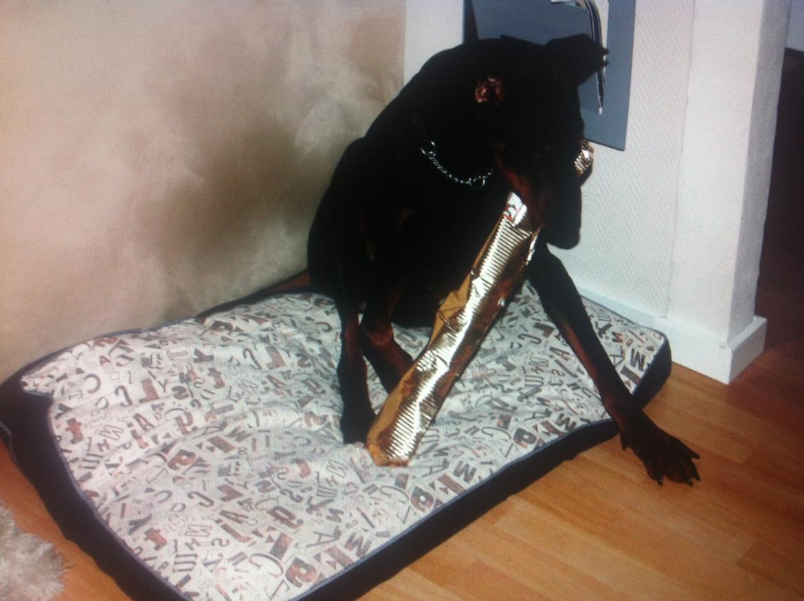 Dobermann Kull billede 11