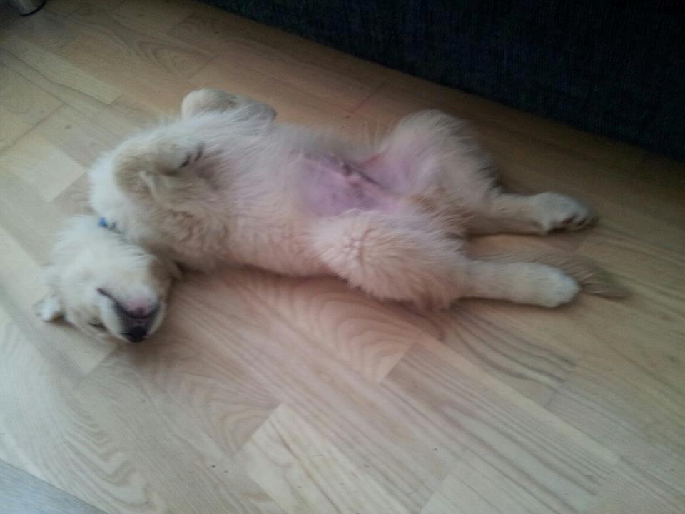 Blanding af racer joey billede 10