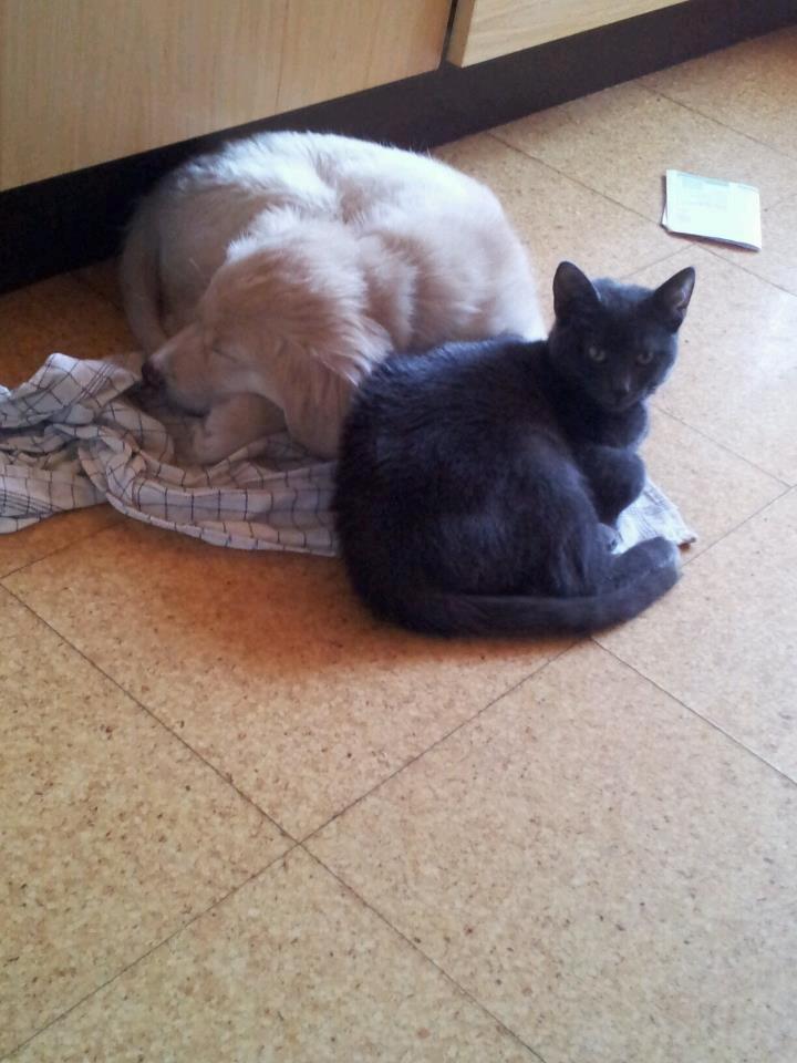 Blanding af racer joey - tabte lige viskestykket og joey lage sig med det samme til rette, med vores gamle kat :)  billede 11