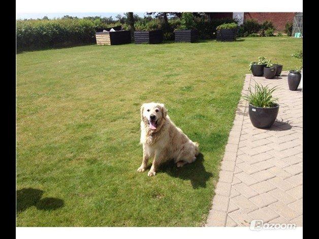 Blanding af racer joey - joey's far  billede 12