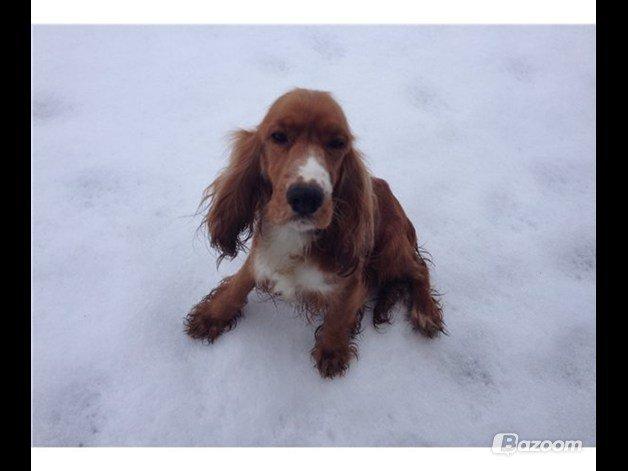 Blanding af racer joey - joey's mor  billede 13