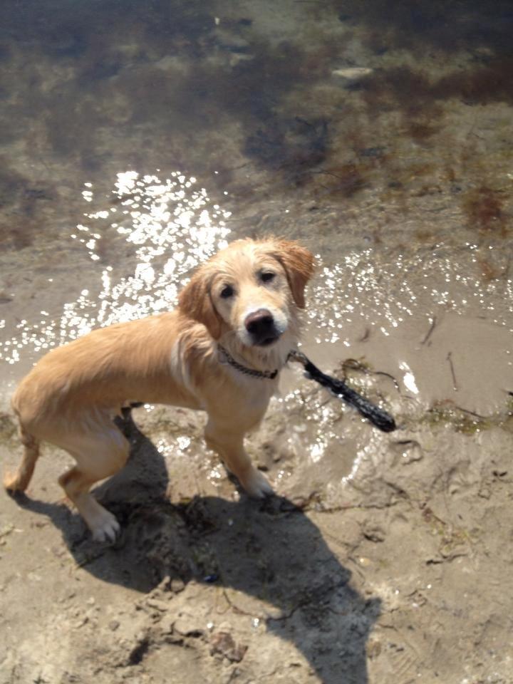 Blanding af racer joey - min vand'glade hund :)
5,5 måned  billede 3