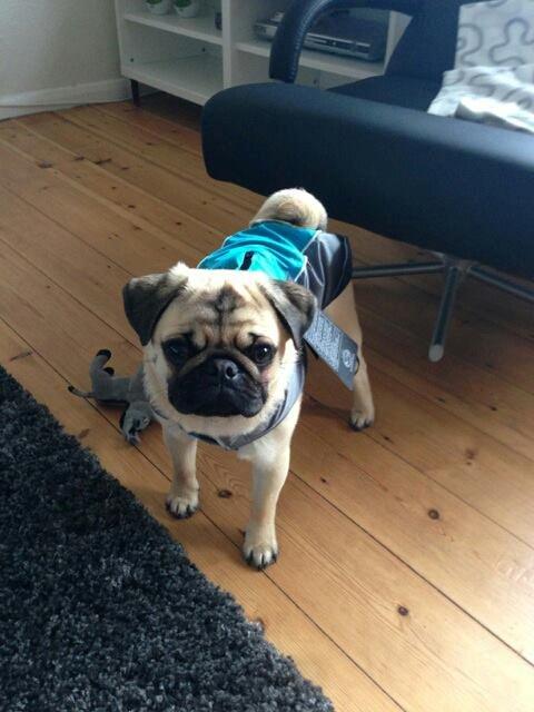 Mops Ludvig - Så fik jeg en regnjakke billede 9