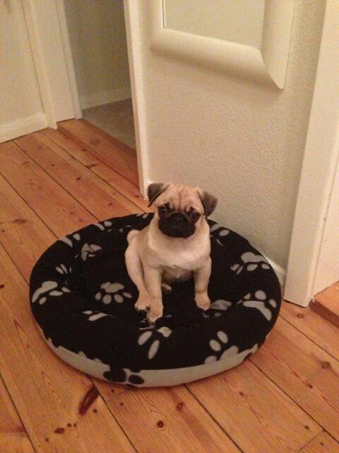 Mops Ludvig billede 2