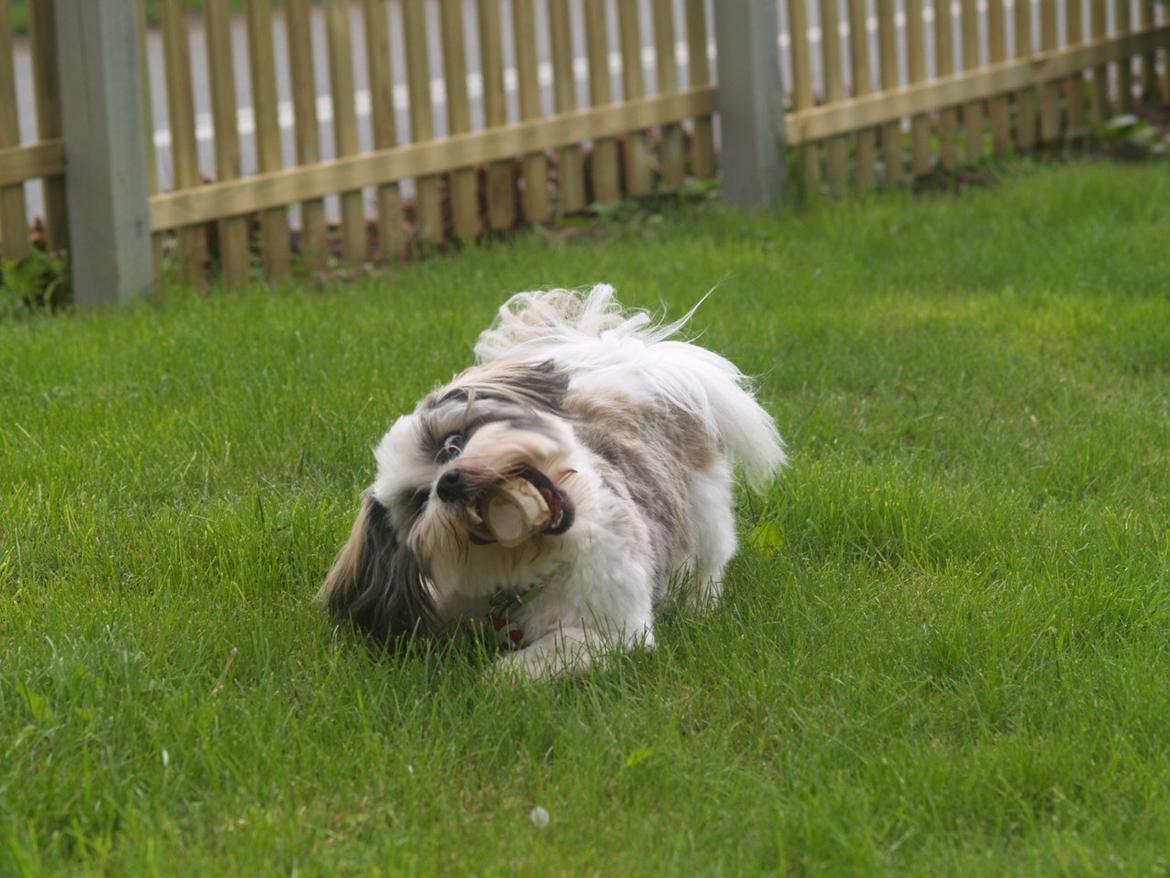 Lhasa apso Tucker billede 5