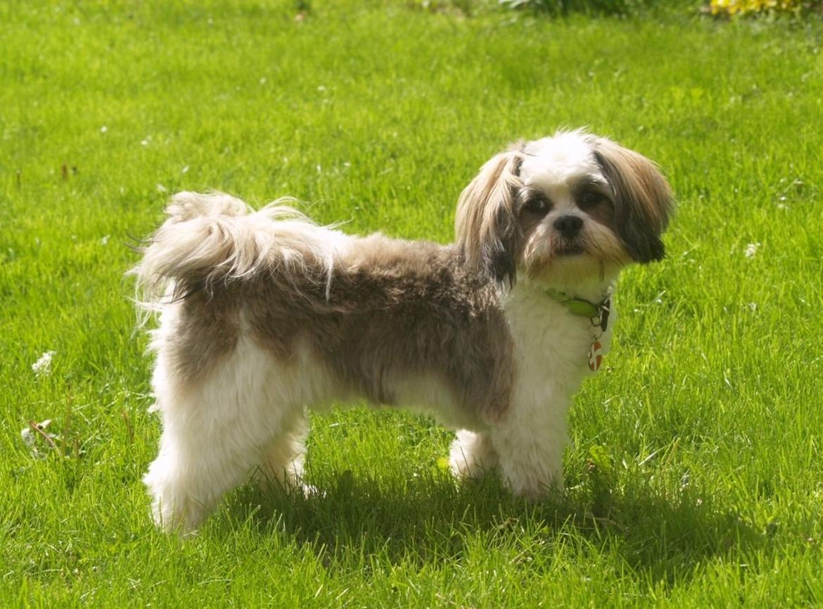 Lhasa apso Tucker - Nyklippet og super lækker ;) billede 29