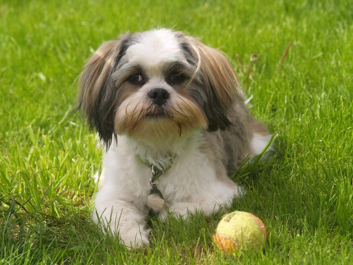 Lhasa apso Tucker billede 17