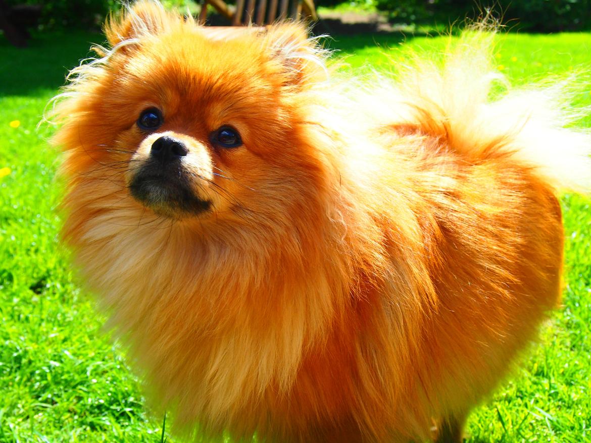 Pomeranian Lucky billede 12