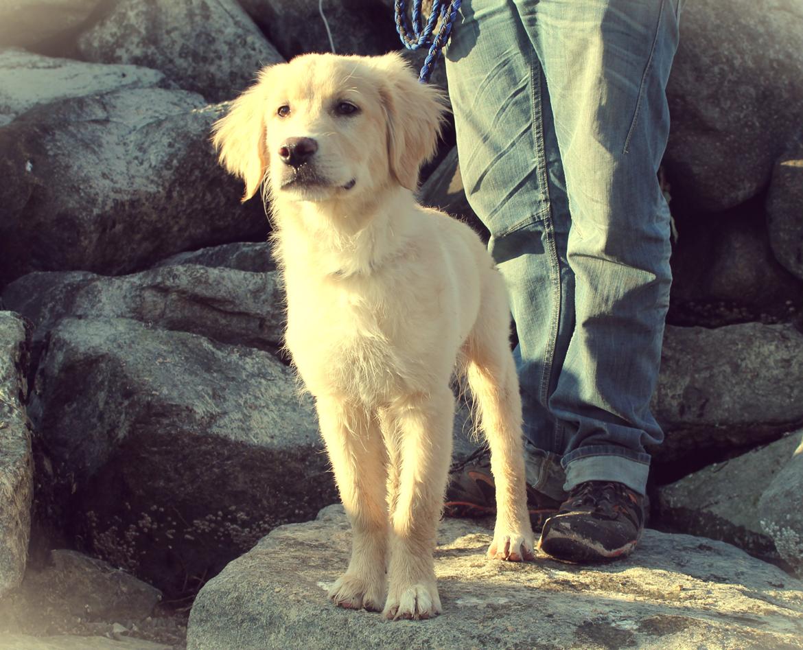 Blanding af racer joey - 4,5 måned billede 1