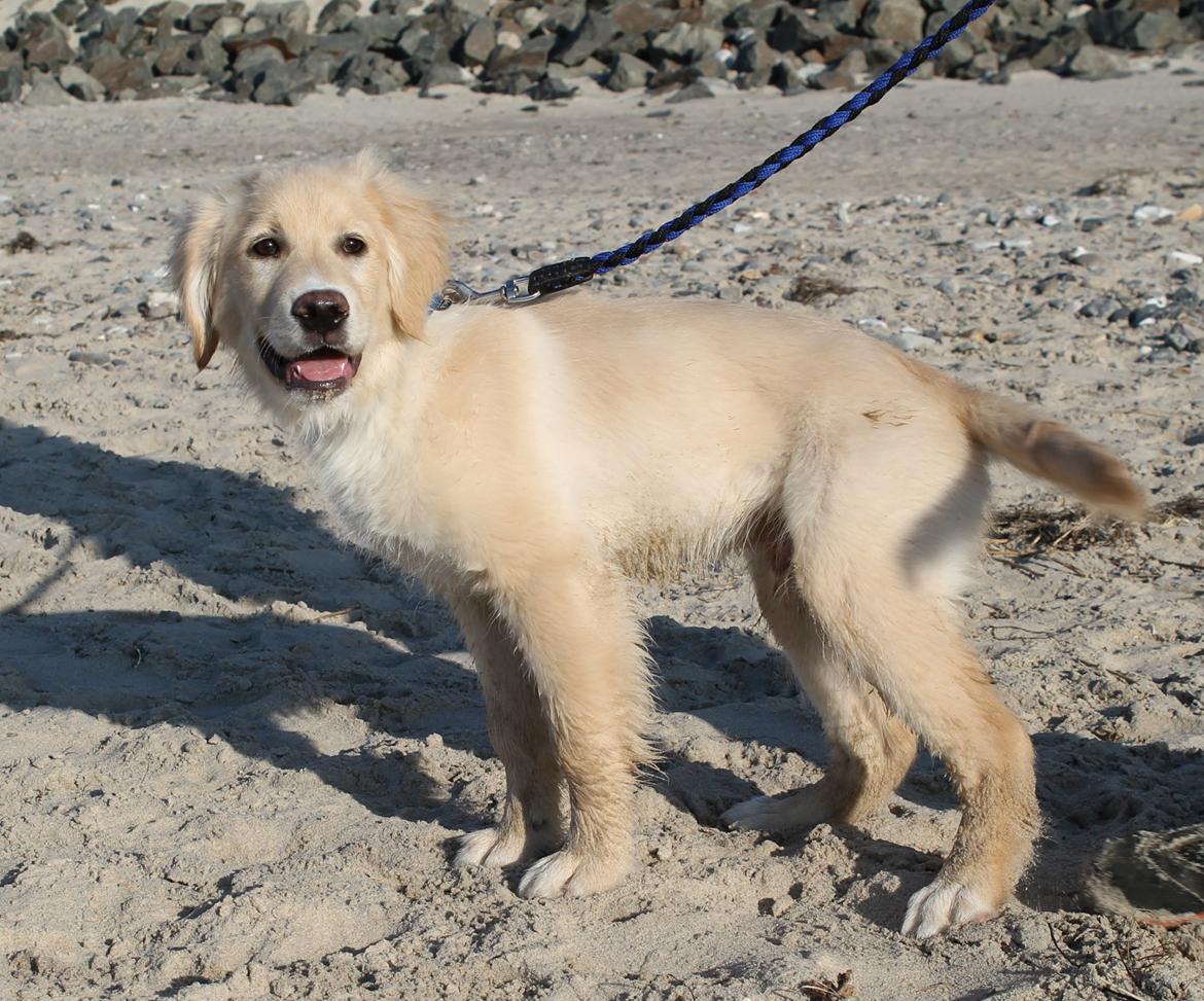 Blanding af racer joey - 4,5 måned billede 4