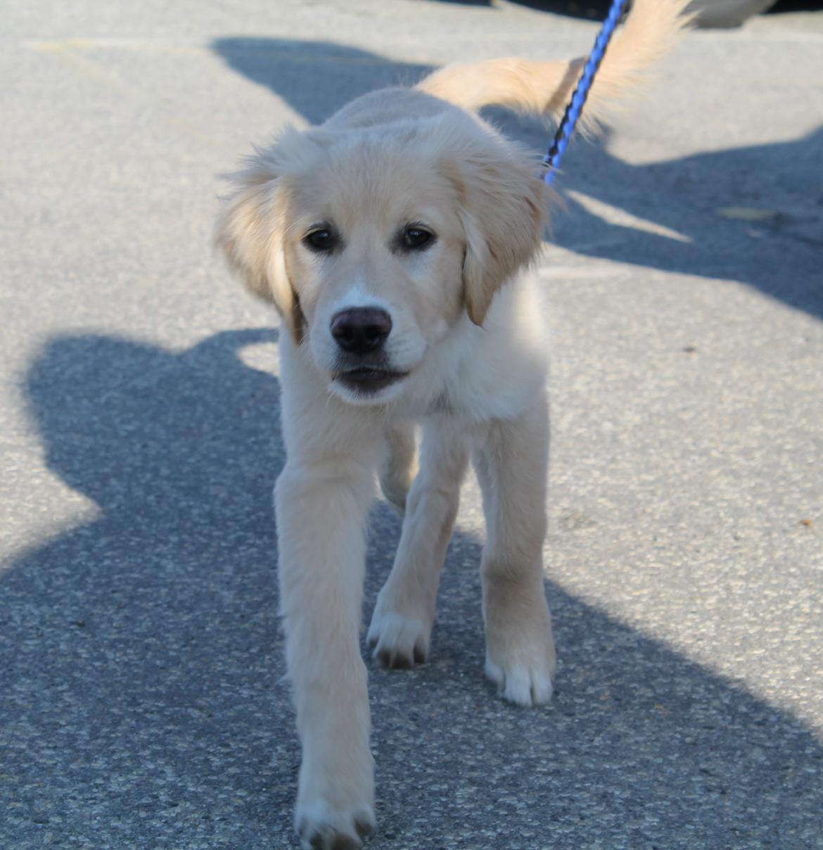 Blanding af racer joey billede 2