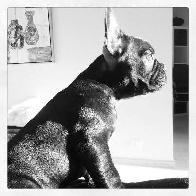 Fransk bulldog Herbert RIP ?? billede 6