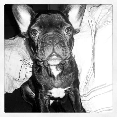 Fransk bulldog Herbert RIP ?? billede 7