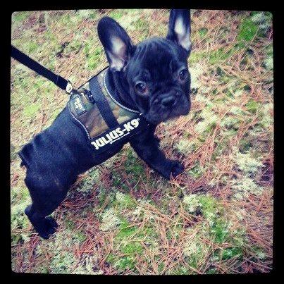 Fransk bulldog Herbert RIP ?? billede 8