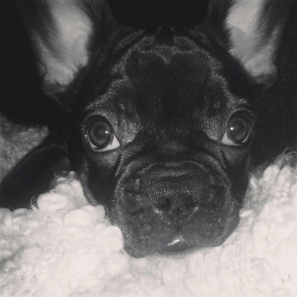 Fransk bulldog Herbert RIP ?? billede 9