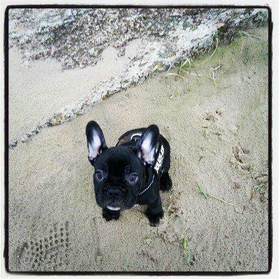 Fransk bulldog Herbert RIP ?? billede 10