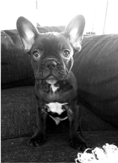 Fransk bulldog Herbert RIP ?? billede 11