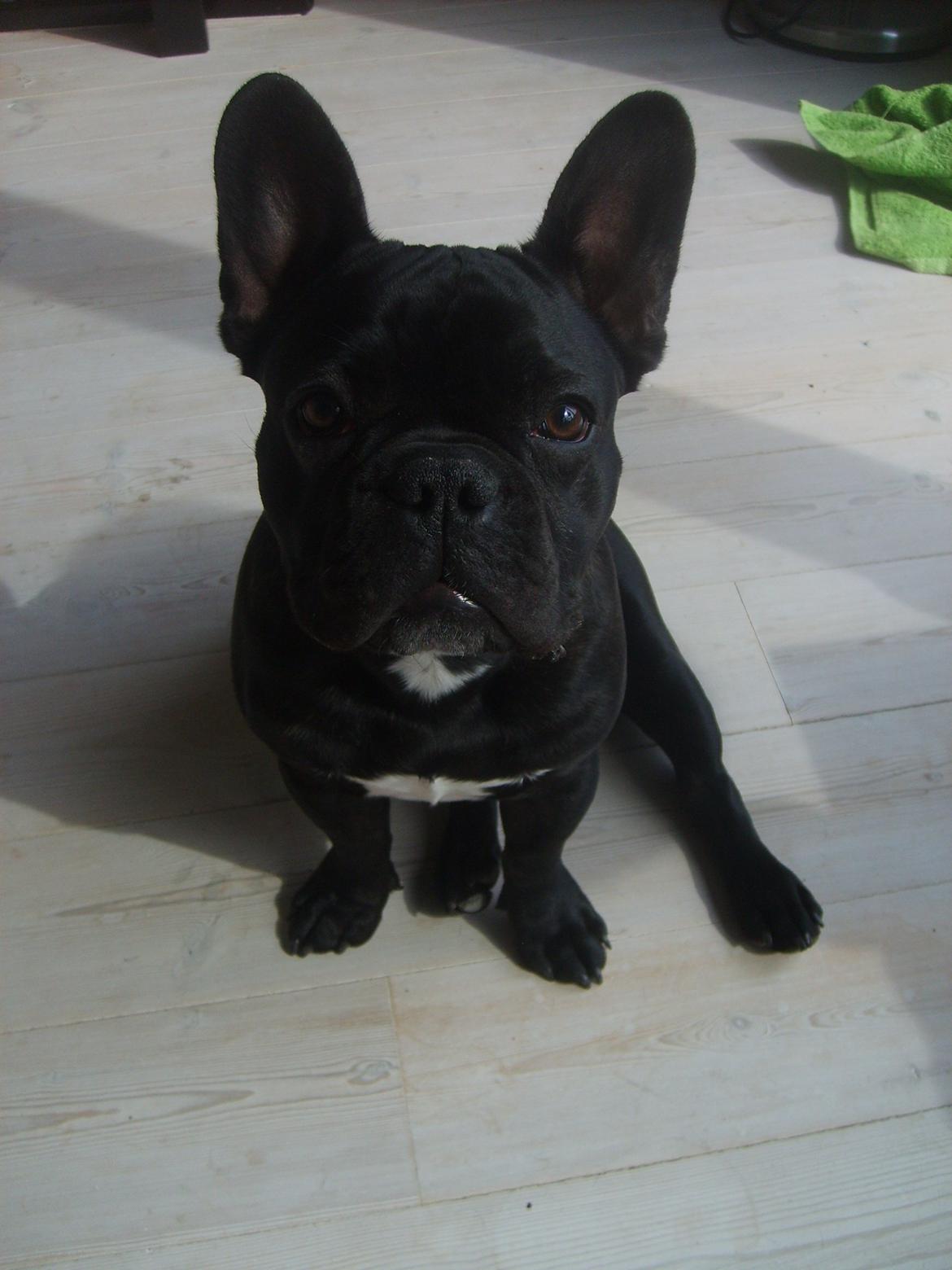 Fransk bulldog Herbert RIP ?? billede 1