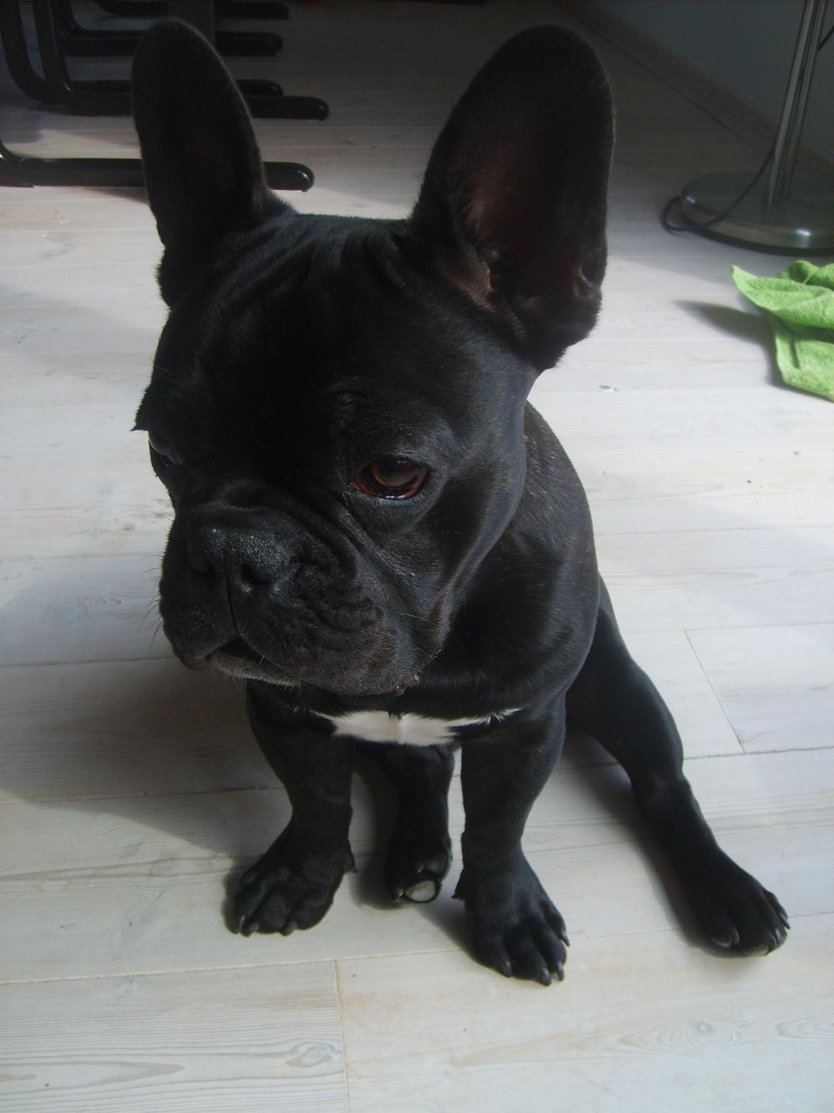 Fransk bulldog Herbert RIP ?? billede 12