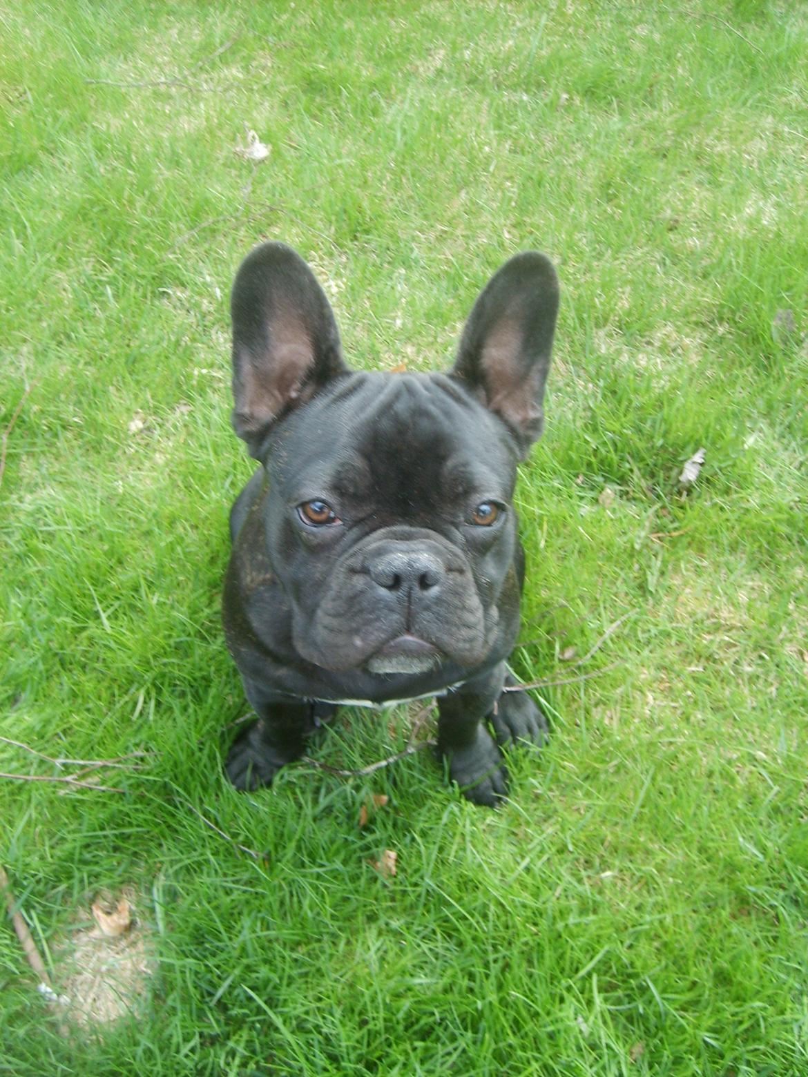 Fransk bulldog Herbert RIP ?? billede 13