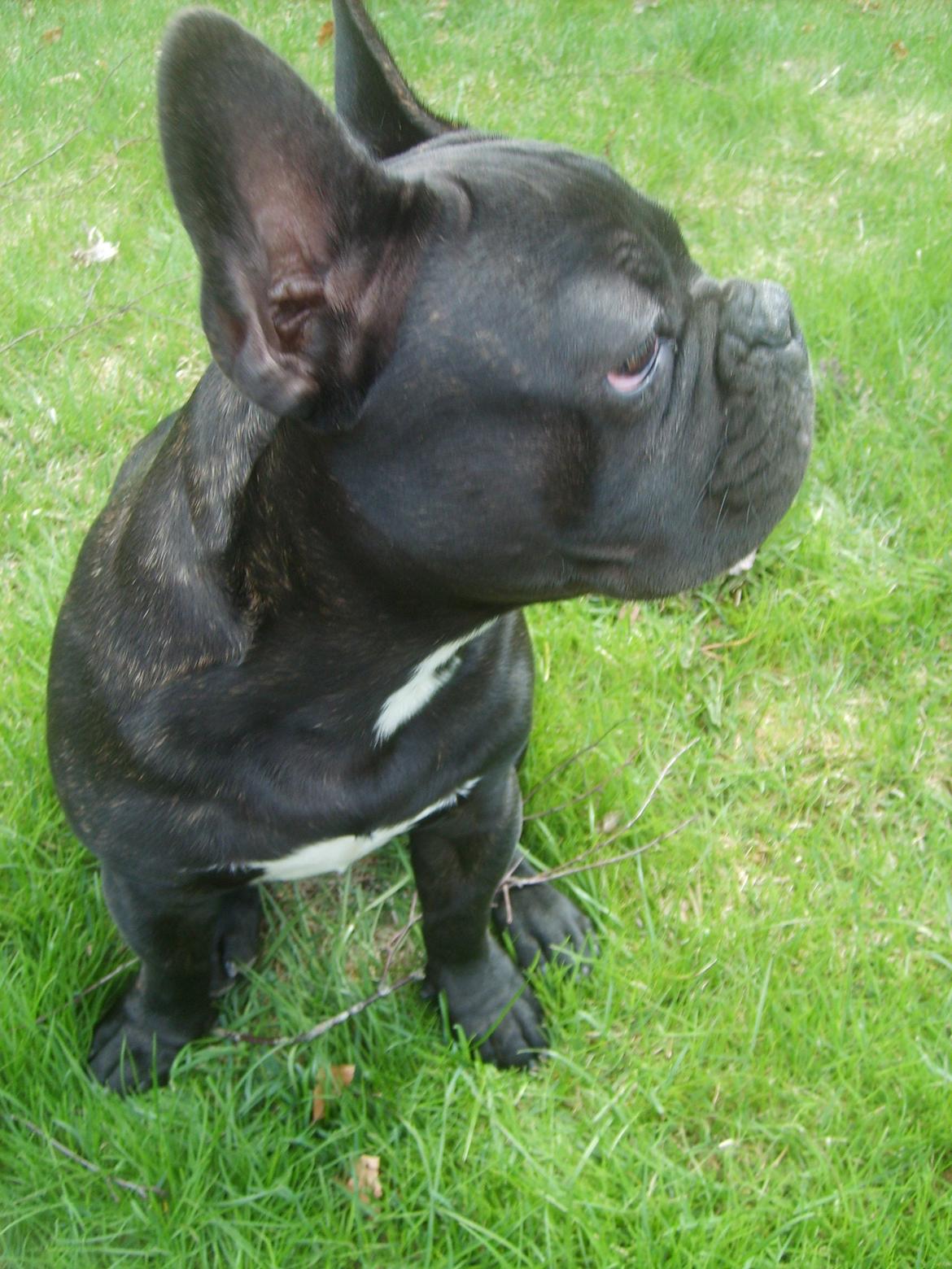 Fransk bulldog Herbert RIP ?? billede 14