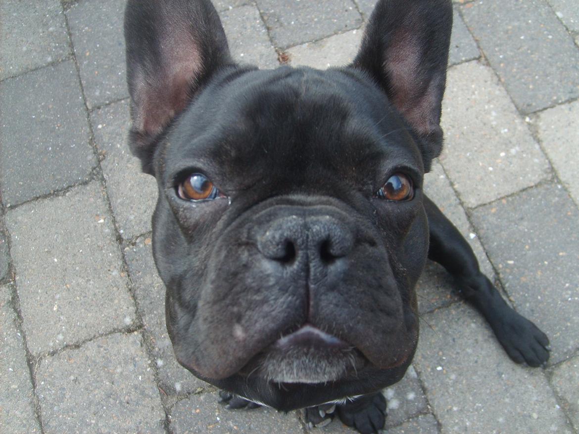 Fransk bulldog Herbert RIP ?? billede 15