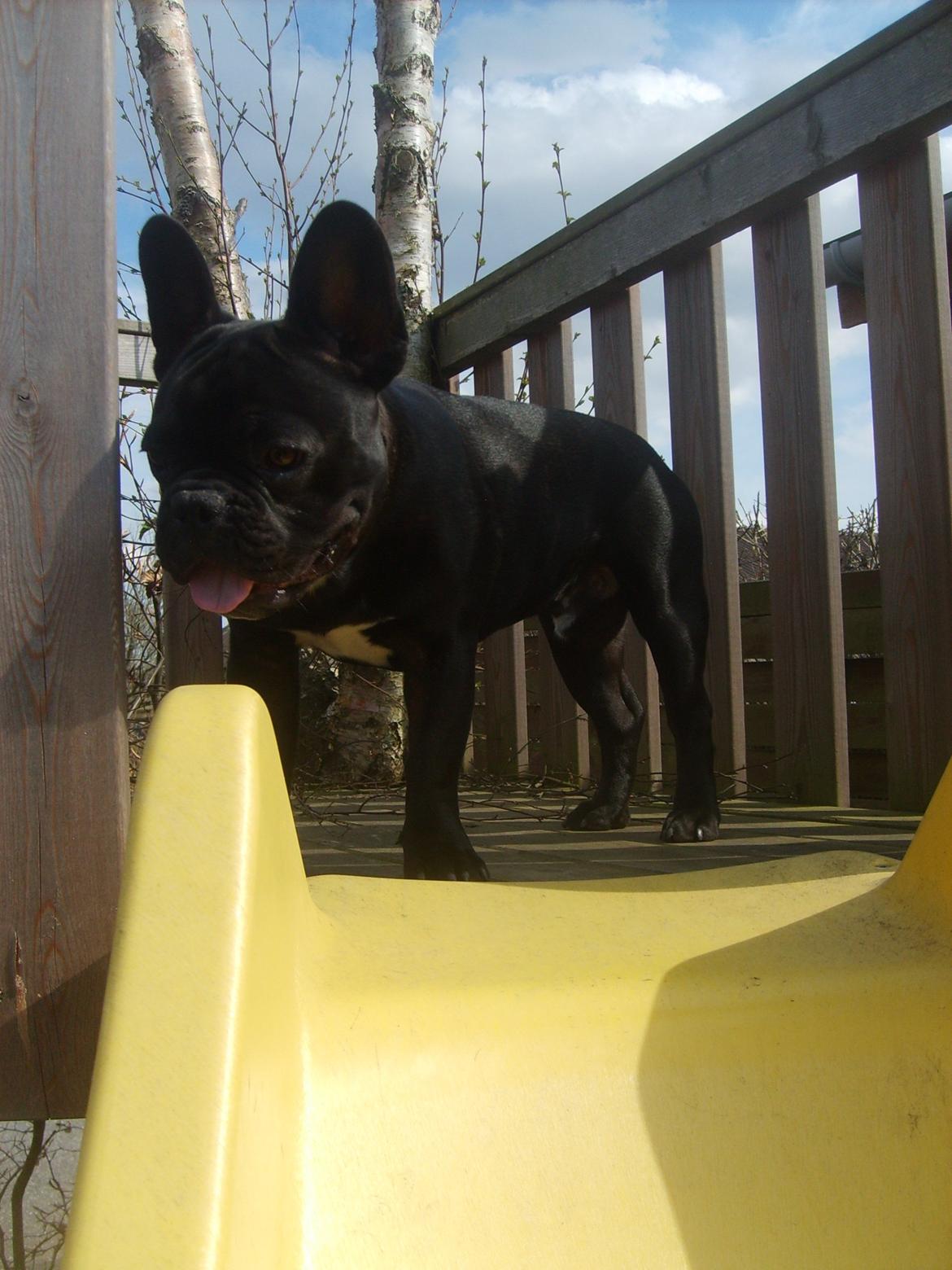 Fransk bulldog Herbert RIP ?? billede 16