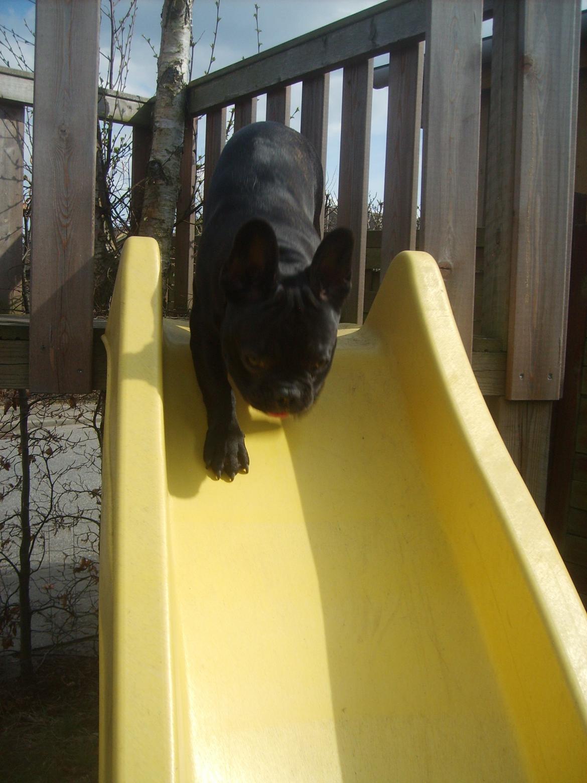 Fransk bulldog Herbert RIP ?? billede 17