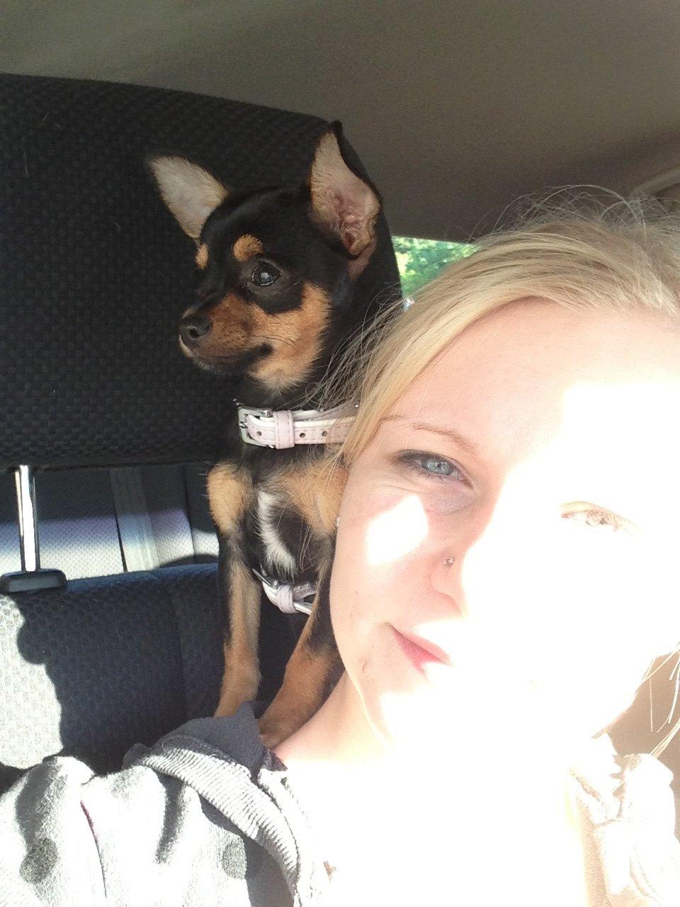 Chihuahua Nela (R.I.P) billede 18