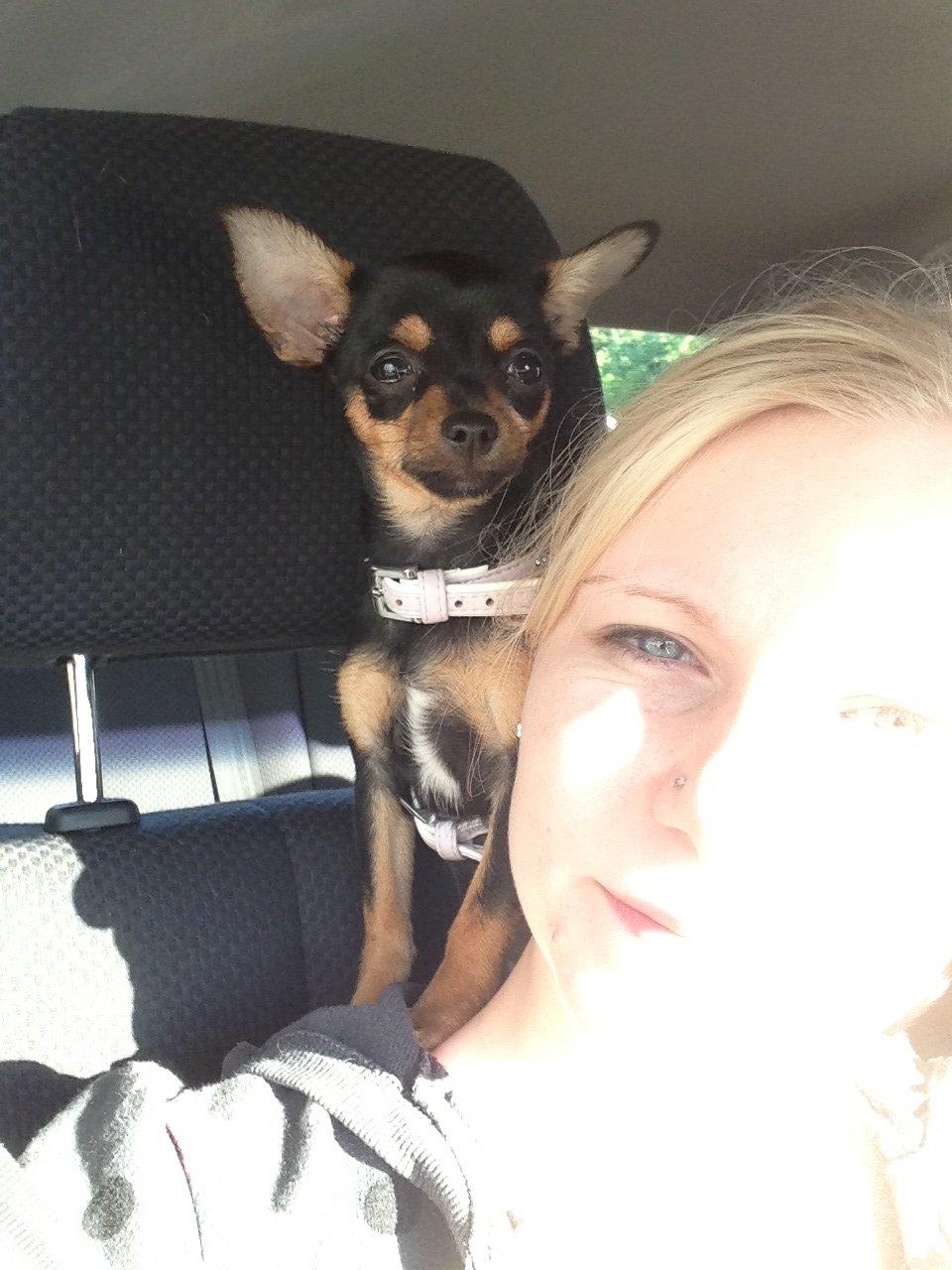 Chihuahua Nela (R.I.P) billede 17